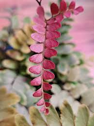 Image result for Coleus calycinus