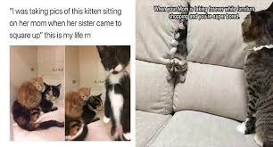 Images tagged cool cats and kittens. Wholesome Collection Of Adorable Kitten Memes I Can Has Cheezburger