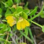 Image result for Justicia odora