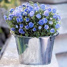 Potted Purple Campanula Walmart Com Campanula Plant Artificial Flowers Campanula Flowers