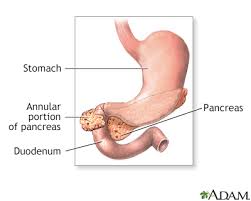 Image result for pancreas)