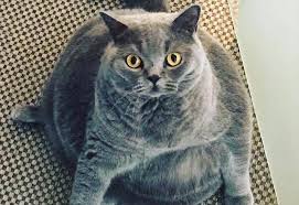 猫咪胖成球走路都困难，害主人经常被骂！其实是怪病导致_搜狐网