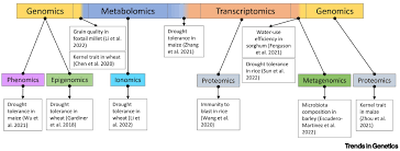 Image result for Eragrostis aethiopica