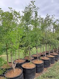 Image result for Xanthocercis zambesiaca