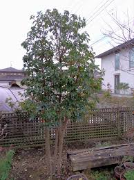 常緑 ヤマボウシ 成長 速度