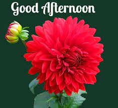 A collection of good afternoon flower images, pictures, comments for facebook, whatsapp, instagram and more. 53 Good Afternoon Flowers Images Day Of Week Free Good Morning Images