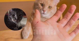 Air liur bukan pilihan aman sebagai pelumas seks. Bahaya Air Liur Kucing Boleh Bawa Maut Komplikasi Kegagalan Jantung Mata Buta Mingguan Wanita