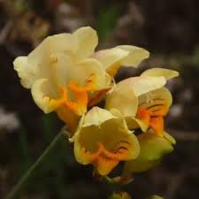 Image result for Drimia elata