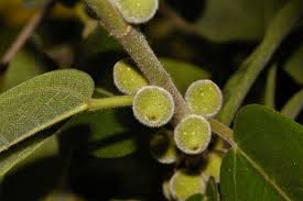 Image result for Ficus stuhlmannii
