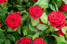 We offer an extraordinary number of hd images that will instantly freshen up your smartphone or. Natural Red Rose Pics Free Download