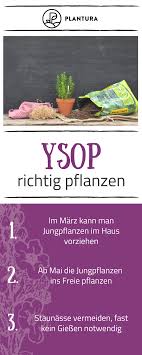 Ysop Pflanzen Standort Vorgehen Zeitpunkt Plantura Pflanzen Krauter Anpflanzen Schnecken Im Garten
