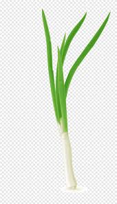 Pembuatan parit sangat diperlukan agar drainase lancar karena bawang daun tidak menyukai adanya genangan air. Allium Fistulosum Scallion Vegetable Daun Bawang Cat Air Daun Daun Png Pngegg