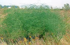 Image result for Asparagus minutiflorus