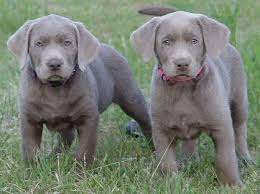 How to get labrador puppies for sale? 21 Best Labrador Breeders Ideas Labrador Breeders Labrador Breeders