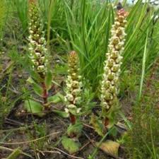 Image result for Satyrium macrophyllum