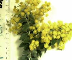 Image result for Acacia podalyriifolia