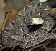 Costa Rica Wildlife The 7 Deadly Sins Of The Fer De Lance Poisonous Snakes Snake Costa Rica Animals