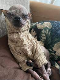 We did not find results for: Mummie Our Chihuahua Chinese Crested Dog Mix Weirddogmixes