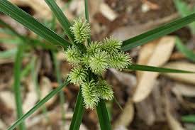 Image result for Cyperus cyperoides