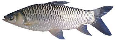 Ikan jelawat merupakan ikan yang. Ikan Jelawat Sultan Omimisuperstore