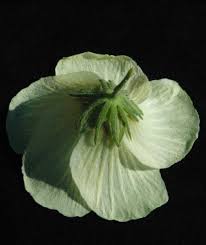 Image result for Pavonia senegalensis