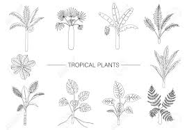 Check spelling or type a new query. Vector Set Of Tropical Plants Line Drawing Of Jungle Foliage Hand Drawn Palm Tree Banana Monstera Dieffenbachia Terminalia Fern Alocasia Cordyline Home Tropic Clip Art Isolated On White Background Royalty Free Cliparts