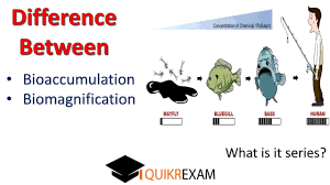 What Is The Difference Between Bioaccumulation And Biomagnification Youtube