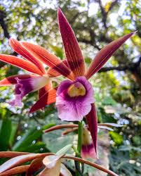 Image result for Phaius