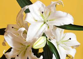 From purple flowers symbolizing success, to orange emanating a flower's color is one of many factors that makes nature so beautiful, and today we'd like to pose the the color yellow is primarily associated with spreading happiness and joy, however, it. National Native And Popular Flowers Of Italy