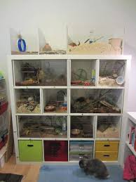 Hamster Winterwhite Pets Ikea Expedit Kallax Hamsterterrarium Cage Cool Hamster Cages Hamster Cages Hamster Diy