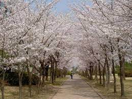 Jungangro stasiun, daegu ( bawah tanah ) jangan lupa subscribe, like, comment & share ya. 4 Musim Di Korea Kembaramurni Com