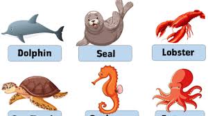 50 Water Animals Name With Pictures English Grammar Here