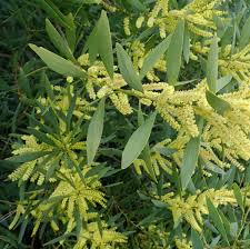Image result for Acacia longifolia