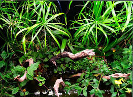 120g Mexico River Biotope Aquascaping Aquatic Plant Central Aquascape Aquatic Plants Mexico