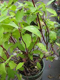 Cut back the shrub to the ground every two to three years, or remove one quarter of a shrub's stems every year (to avoid sacrificing its springtime flowers). Red Twig Dogwood Hgtv
