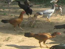 Poultry Chicken Breeds Of Chicken