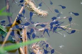 If that doesn't work, spread salt around the perimeter of your yard or pond, since the salt will burn frogs' feet and deter them from coming back. How To Kill Or Get Rid Of Frogs And Toads Dengarden