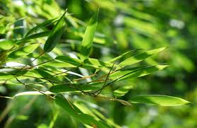 Sein kompakter wuchs ist ideal als minihecke, zur ausgefallenen grabbepflanzung, für kübel und japanische gärten. Immergruner Bambus Als Sichtschutz Egesa Garten Wir Garten