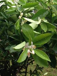 We take pride in processing your orders within 24 hours and offer simple and fast shipping to ensure that your plants arrive healthy and safe to your home. Spyke S Tropical Nursery 95 Varieties Of Fruit Trees