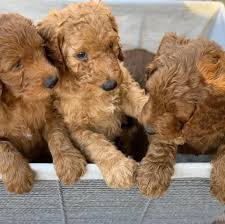 The puppies start potty training at 3 weeks of age. Mini Golden Doodle Puppies For Sale And Adoption Home Facebook