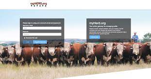 American Hereford | New MyHerd Released - American Hereford Association