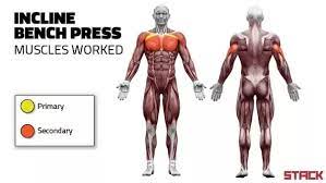 Maybe you would like to learn more about one of these? Is It Necessary To Do Both Incline Dumbbell Press And Overhead Dumbbell Press What Are The Non Overlapping Muscles Trained Quora