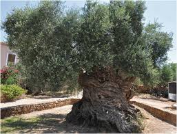 A Historical and Social Insight of Olive Groves and Landscapes in Greece | Springer Nature Link