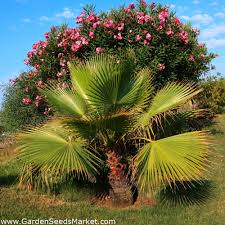 Flowers lady cutting flowers american cotton palm, brahea filamentosa, brahea filifera, california fan palm, cotton palm, desert fan palm, desert palm. Cotton Palm Desert Fan Palm Seeds Washingtonia Filifera 5 Seeds Garden Seeds Market Free Shipping