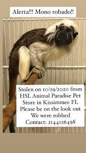 Xtreme exotics isn't your average wildlife company! I M Very Heartbroken 50 Birds Two Monkeys Stolen From Kissimmee Exotic Pet Store