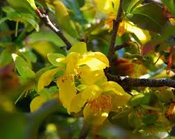 Image result for Ochna natalitia