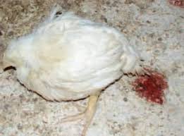 Apa yang dimaksudkan dengan berak berdarah? Cirit Birit Berdarah Pada Ayam