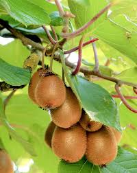 How To Grow Kiwi Fruit In Your Home Growing Kiwi Plants Kiwi Fruit Care Kiwi Growing Fruit Garden Kiwi Fruit