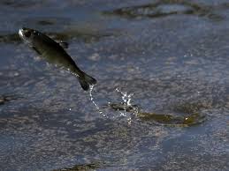 In order to protect native fish, all tributaries are closed to fishing as they are spawning streams. California Drought Forces 15m Salmon To Take Unusual Route To Pacific By Road California The Guardian