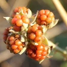 Image result for Rubus pinnatus